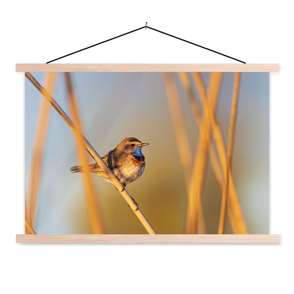 MuchoWow Textilposter Vögel - Blaukehlchen - Schilf 60x40 cm mit holzfarbenen Rahmen - Bilder