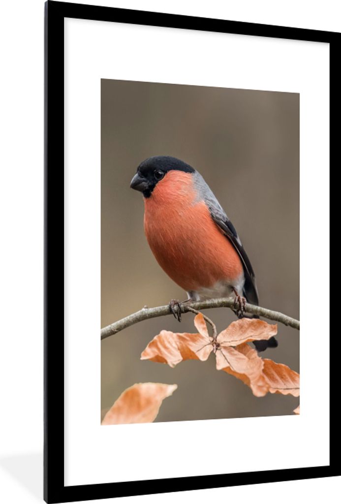 MuchoWow Gerahmtes Poster Vogel - Laub - Herbst - Gimpel - 60x90 cm - Poster mit Schwarzem Bilderrahmen Wandposter Rahmen Foto Bilder - Dekoratio...