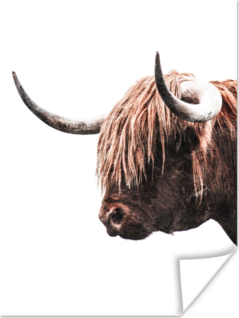 MuchoWow Poster Schottischer Highlander - Horn - Weiß 90x120 cm - Wohnzimmer