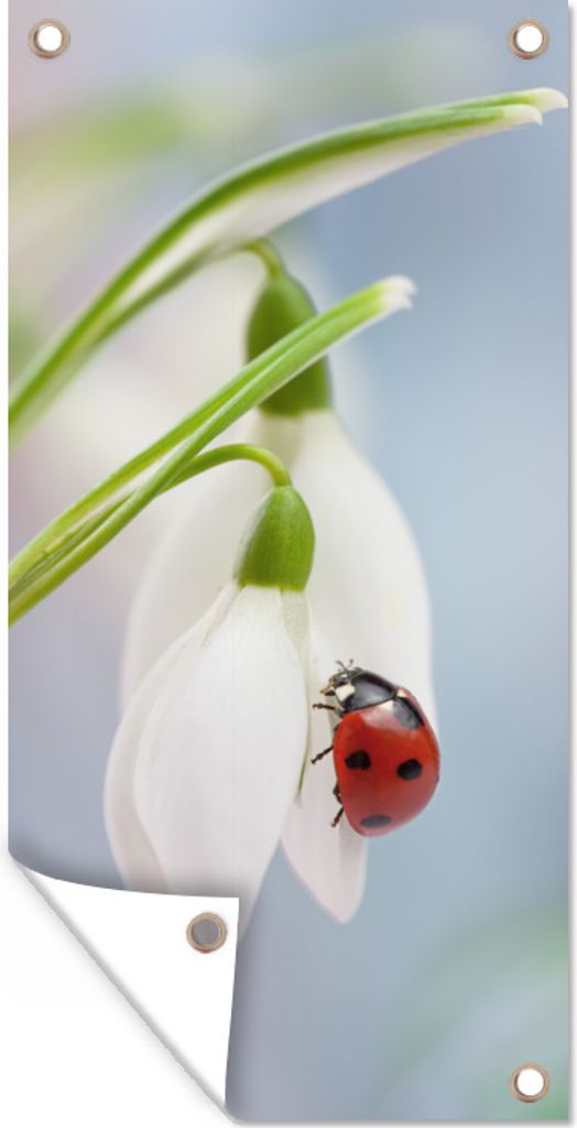 MuchoWow 30x60 cm Outdoor-Poster Gartendeko Sichtschutz Garten Poster für den Garten Marienkäfer auf einem Schneeglöckchen