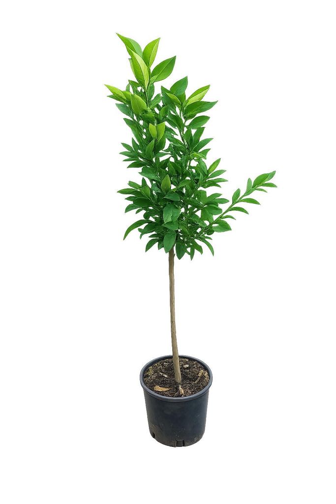 Citrus unshiu Satsuma Mandarinenbaum 130–160 cm – Produktbild 