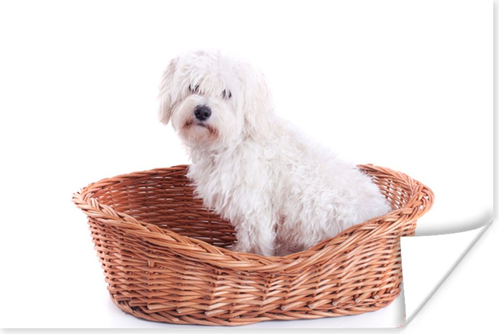 MuchoWow Poster Malteser Hund im Korb sitzend 30x20 cm - Plakate - Print