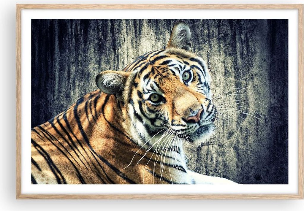 Gerahmtes Poster - Rahmen in heller Eiche - Indien stein tiger wild - 91,5x61 cm - Wand Bild - Wanddeko - Wandbilder - Wandposter - Bilderrahmen - ...