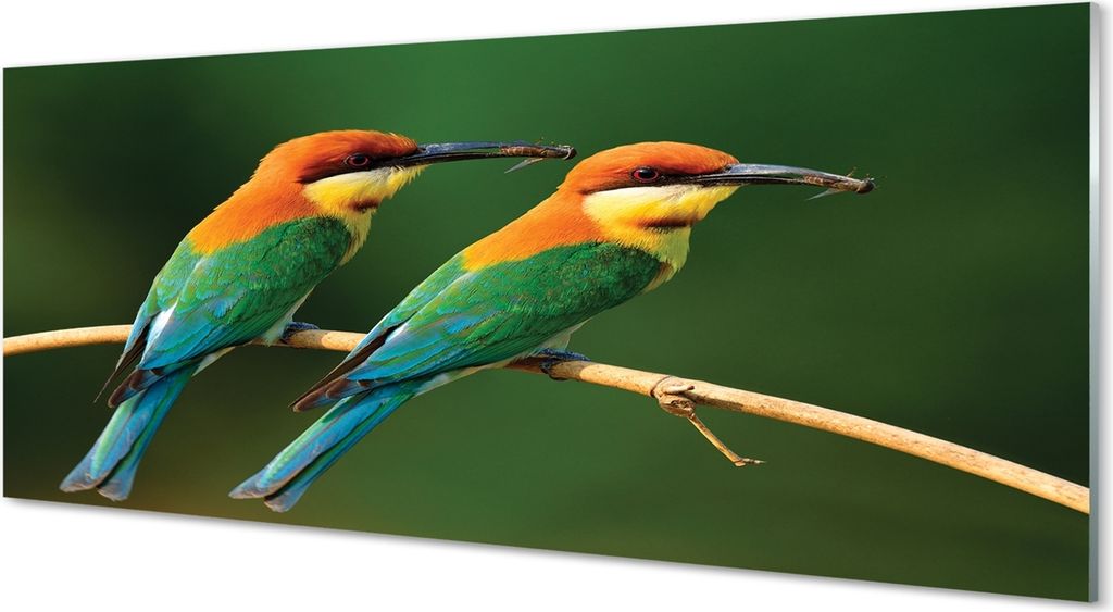 Glasbilder 125x50 Wandkunst Bunte Papageien auf einem Zweig