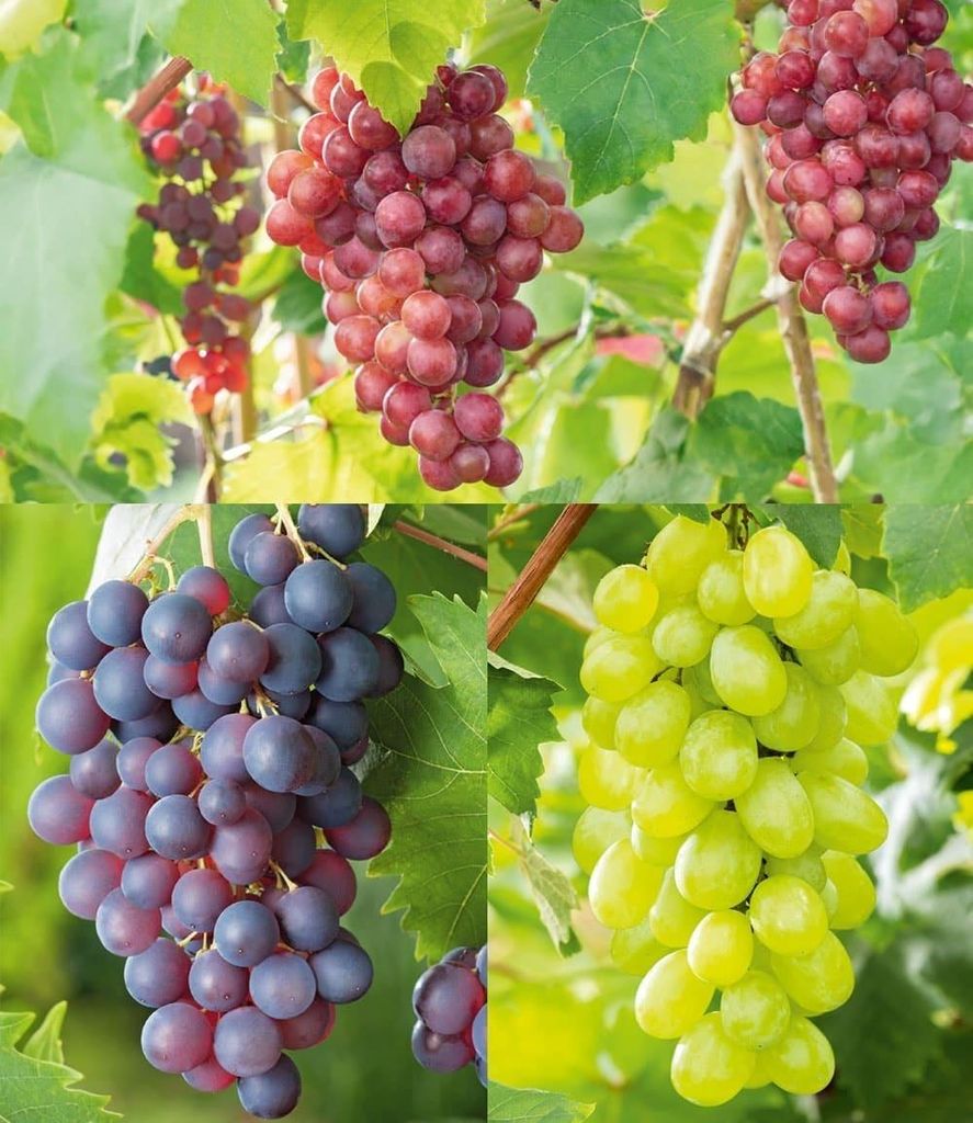 BALDUR Garten 6er Kernlose Tafel-Trauben-Kollektion, kernlose Früchte für ein großes Naschvergnügen, resistente Züchtungen, winterhart bis -20...
