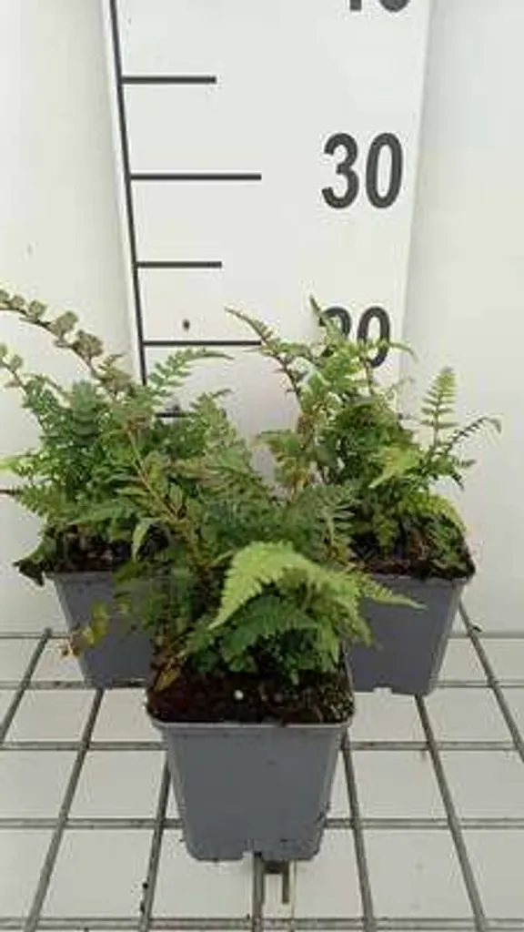 6 Athyrium niponicum Red Beauty - Fougère japonaise en pot 9x9 cm
