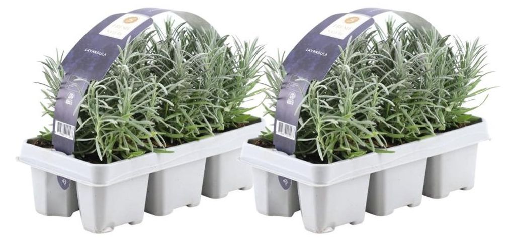 Plants by Frank | 12 Blauer Duft-Lavendel Pflanzen | Produktbild 