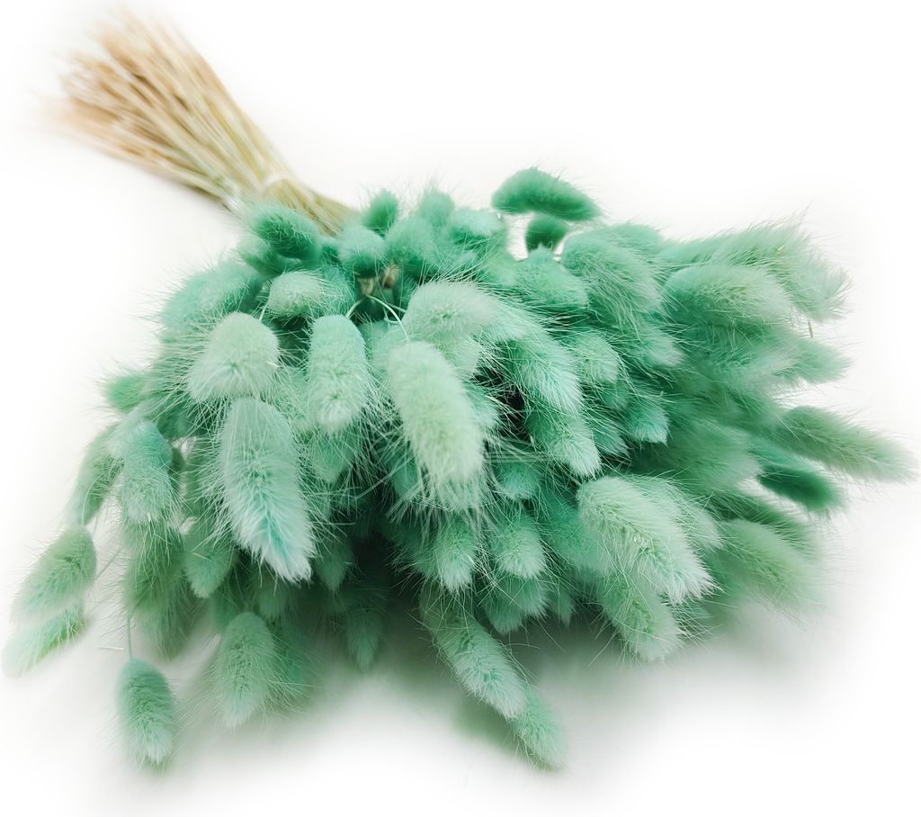 Getrocknete Hasenschwanzgras - (Lagurus) - Minze