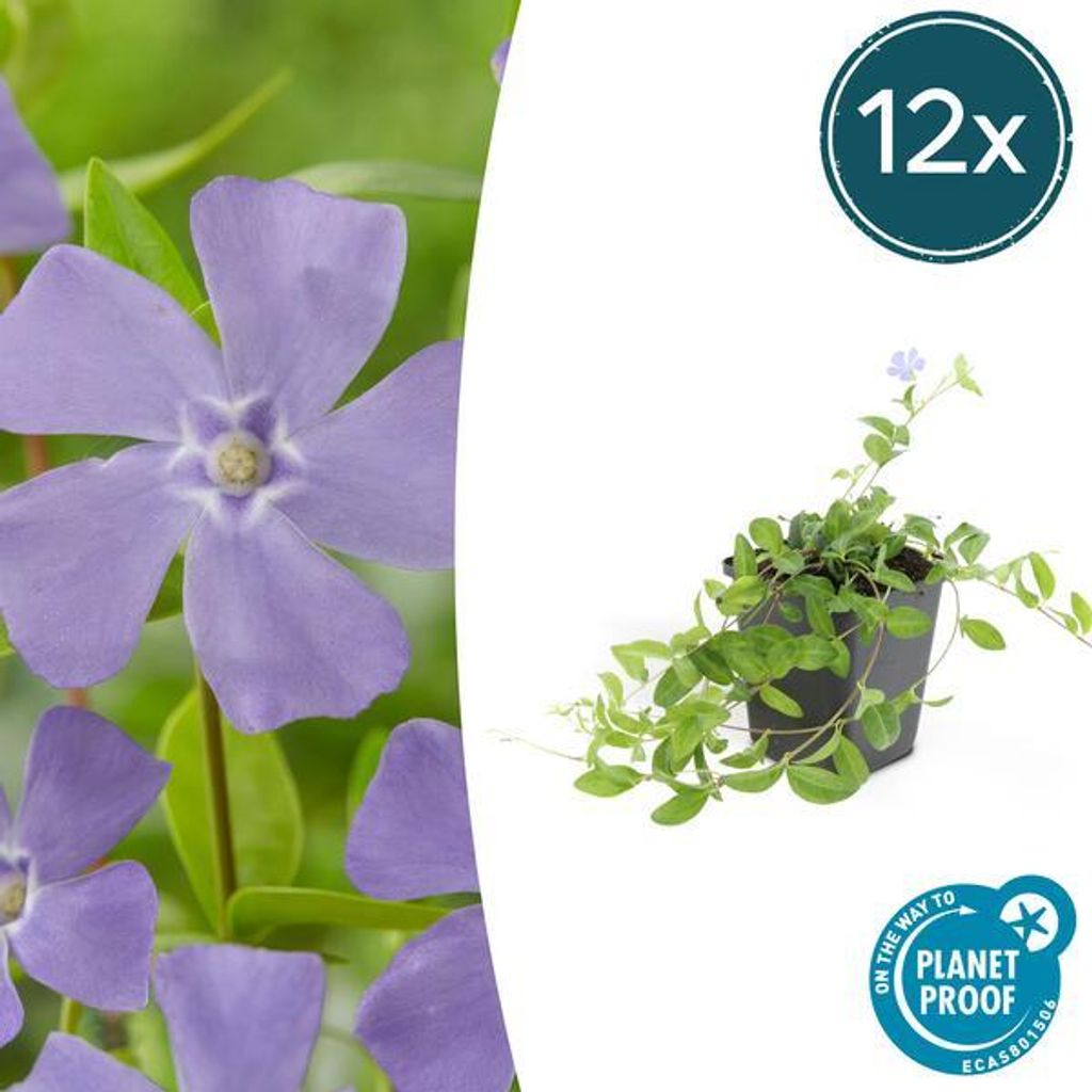 Vinca minor – Kleines Immergrün – Bodendecker – 12 Pflanzen – Blühend März bis Juni – Sonne & Schatten – Pflegeleicht & Robust