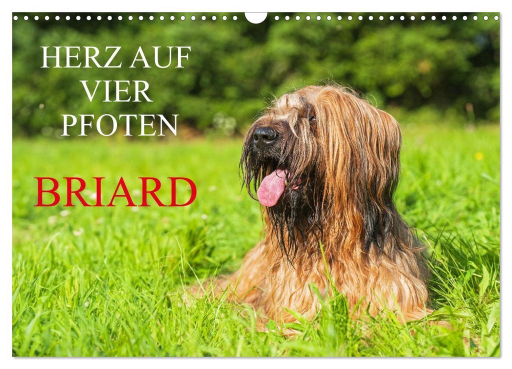 Herz auf vier Pfoten - Briard (Wandkalender 2027 DIN A3 quer), CALVENDO Monatskalender