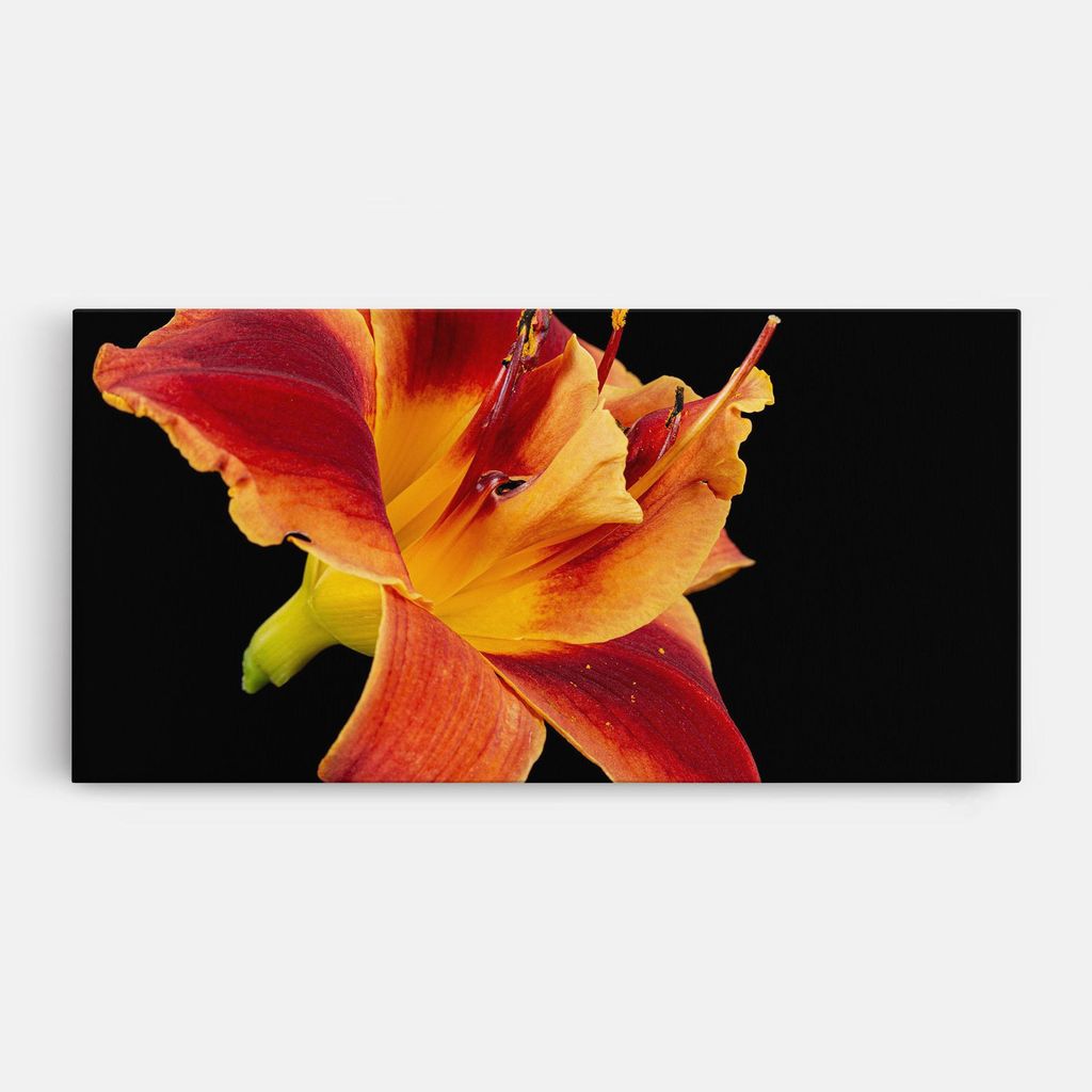 ARTHUB Leinwandbild 50x100 cm, Exotic Orange Red | Wohnzimmerdekoration, Hängende Bilder, Wanddekoration, Heimdekoration, Blumen, Exotische Blumen