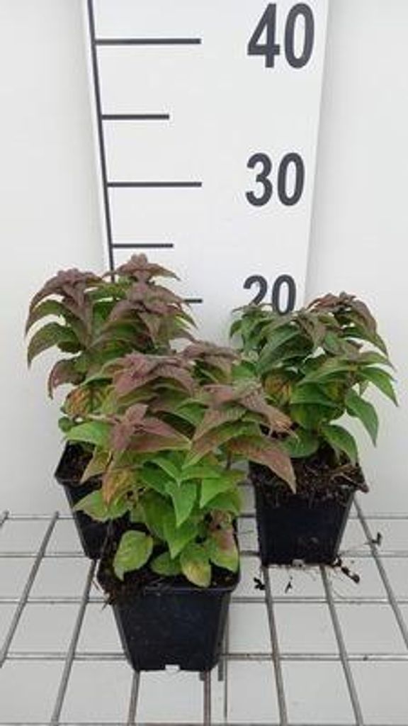 6 x Monarda hybr. 'Petite delight' - Indianernessel - Topf 9 x 9 cm