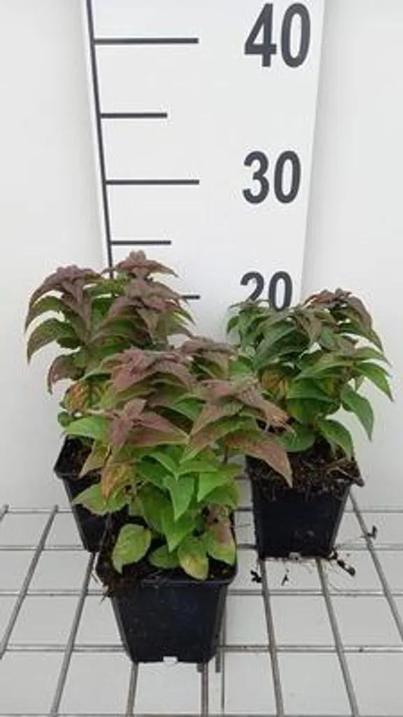 Lot de 6 Monarda Petite Delight - Vivace Résistante en Pot de 9cm