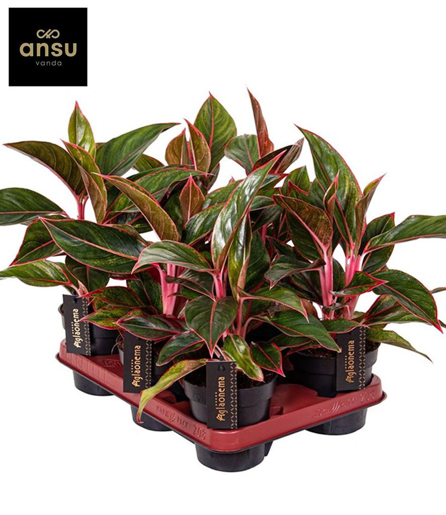 BALDUR Garten 1x Aglaonema 'Jungle Red®', Pflanze im 12 Produktbild 