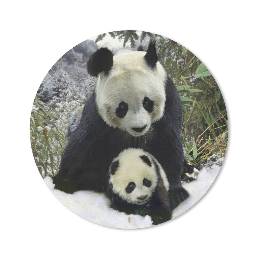 MuchoWow Mauspad Mousepad Panda - Jungtier - Schnee 30x30 cm - Mousepads - Maus Mat - Pad - Mausunterlage - Tischunterlage - Schreibtischmatten