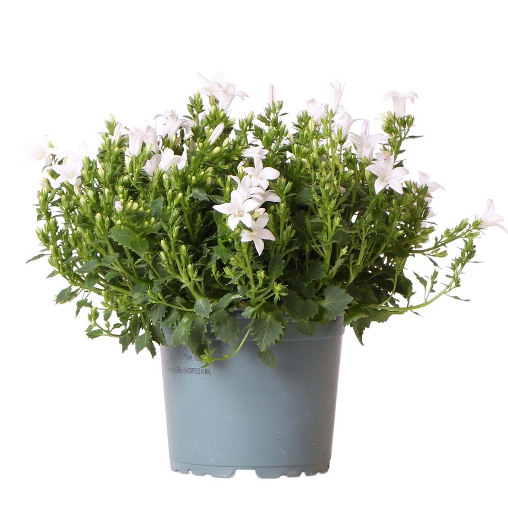 Campanula Addenda - Klokjesbloem Purple Potmaat 12Cm - Vaste Plant - Winterhard