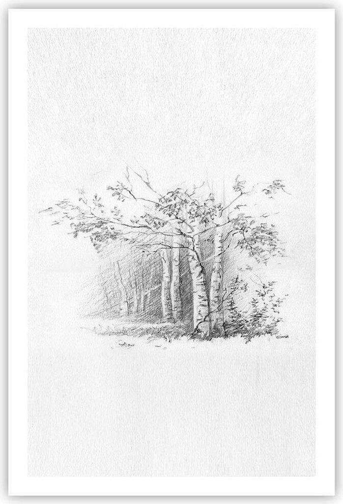 Poster - Poster ohne Rahmen - Skizze Wald Birke - 61x91,5 cm - Wand Bild - Wanddeko - Wandbilder - Kunstposter - Wandposter - Bilder - Kunstdruck -...