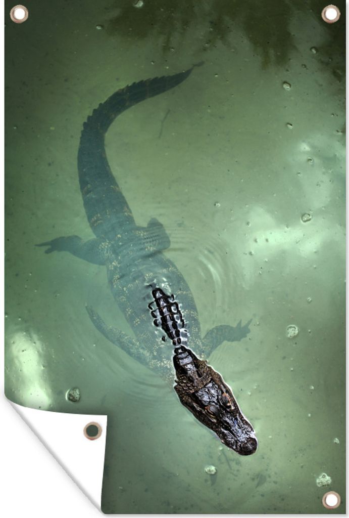 MuchoWow 60x90 cm Outdoor-Poster Gartendeko Sichtschutz Garten Poster für den Garten Alligator - Florida - Reptilien