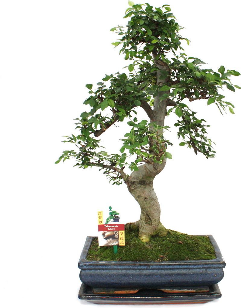 Bonsai wiaz chinski - Ulmus parviflora - ok. 12-15 lat Zdjęcie produktu 