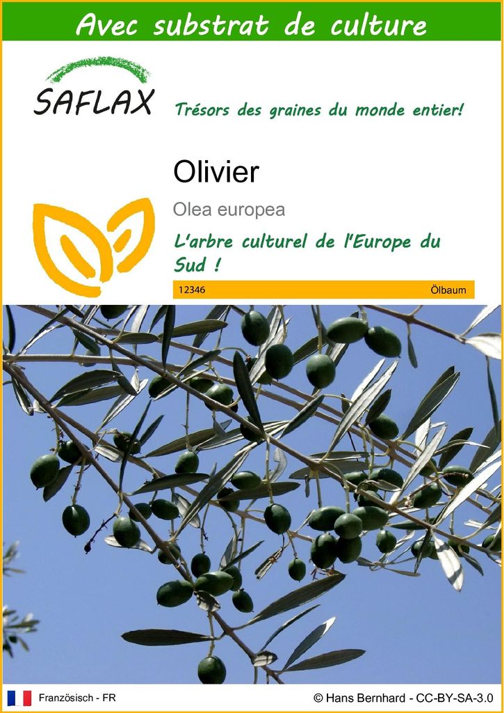 SAFLAX  - Olivier - 20 graines - Avec substrat - Olea Image du produit 