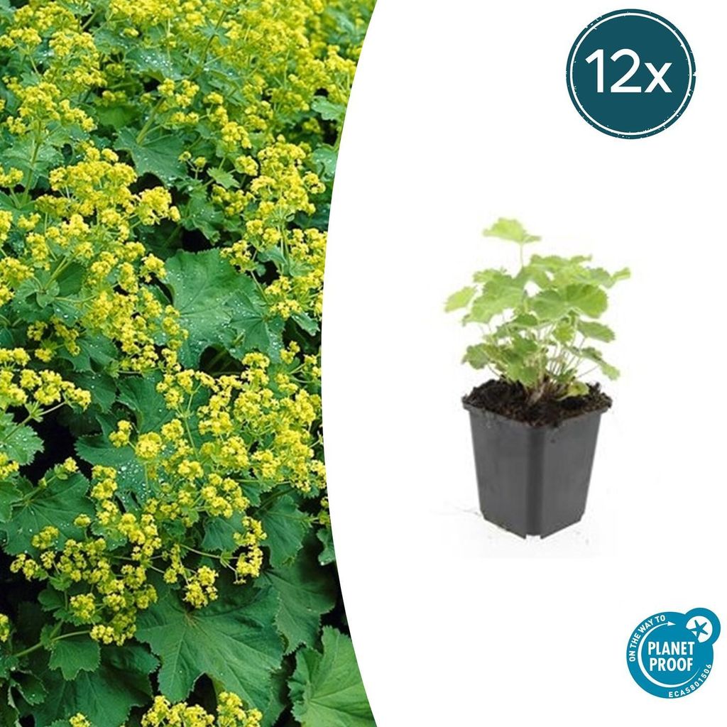 Frauenmantel - Alchemilla mollis - Staude - 9cm Topf - Set mit 12 Pflanzen