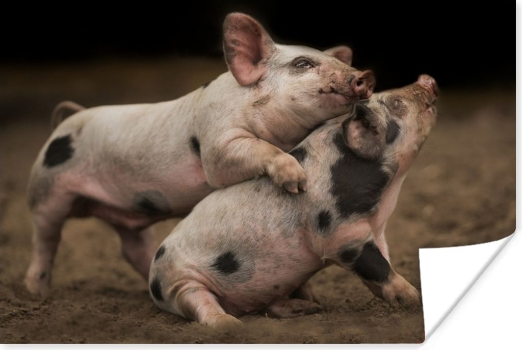 MuchoWow Poster Ferkel - Spiele - Schweine 180x120 cm - Fotoplakat