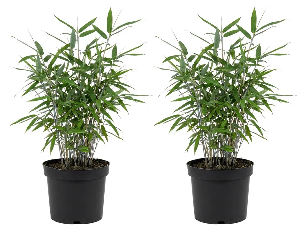 Bambou Non Envahissant Fargesia Blue Lot de 2 Sans Barrière de Racines