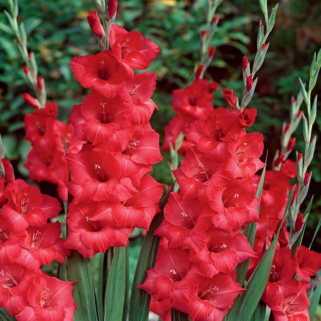 Rosiebee Červená veľkokvetá gladiola 5 ks cibule gladioly Obrázok produktu 