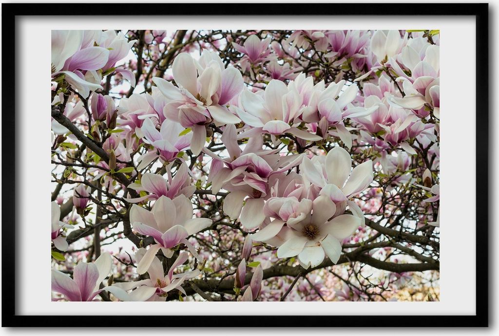 Bild 60x40 MDF-Rahmen, Wandkunst Magnolienblüten