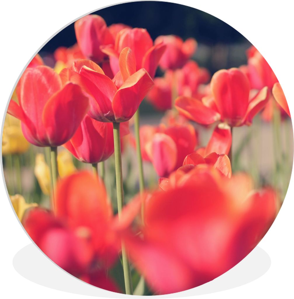 MuchoWow Rundes Wandbild - Runde Bilder Tulpen - Blumen - Natur Ø 60 cm Kreis Wanddekoration Kunststoff - Wandkreis - Wandschmuck - Wand Kreis -...