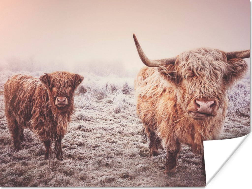 MuchoWow Poster Schottische Highlander - Schnee - Sonne 160x120 cm - Foto Plakat