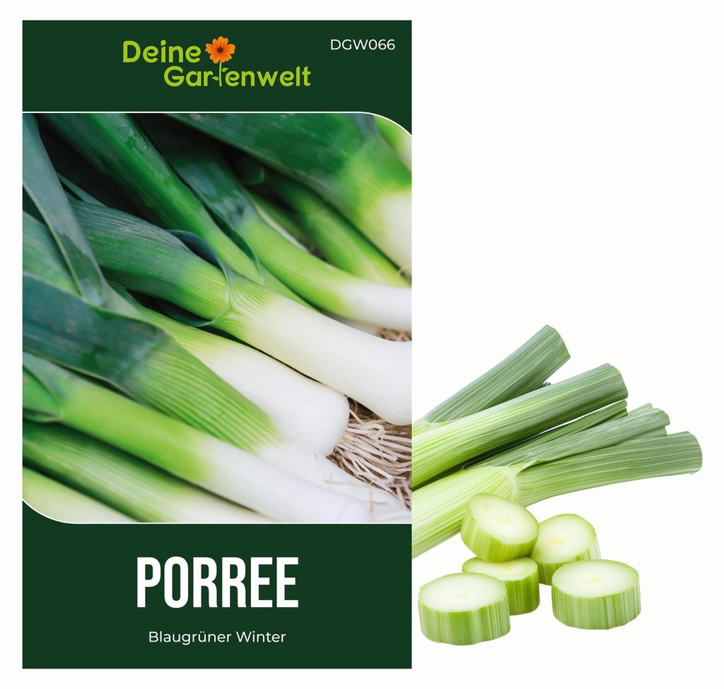 Porree Blaugrüner Winter Samen - Allium porrum - Produktbild 