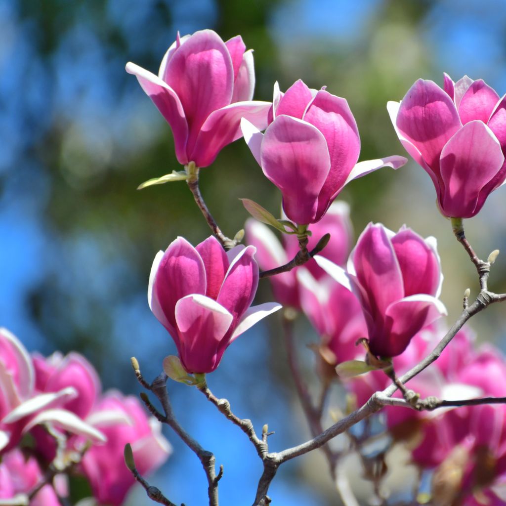 Magnolien Dnger fr Magnolie Pflanzen Blhende Bume