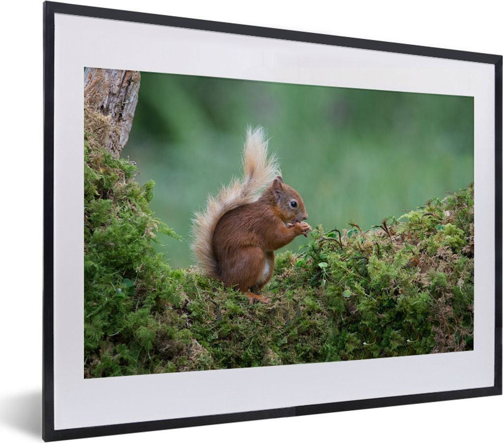 MuchoWow MuchoWow Gerahmtes Poster Waldtier - Eichhörnchen - Moos 40x30 cm - Poster mit zchwarzem Bilderrahmen - Bilderrahmen - Poster im Rahmen