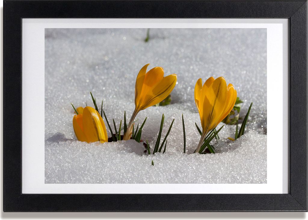 Bild 30x20 MDF-Rahmen, Wandkunst Krokus im Schnee