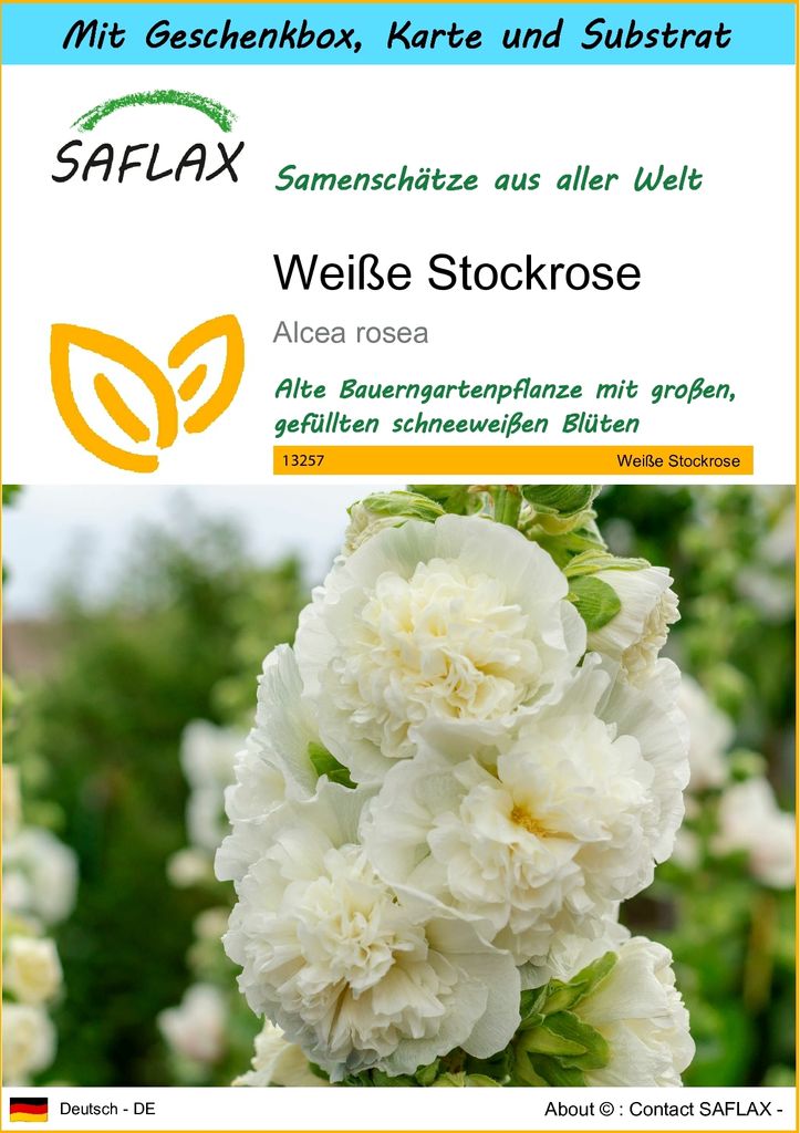 SAFLAX Geschenk Set - Weiße Stockrose - Alcea rosea - 100 Samen - Mit Geschenkbox, Versandaufkleber, Geschenkkarte und Anzuchtsubstrat