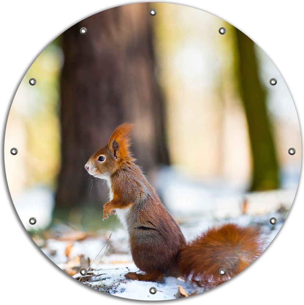 Wallario rundes Outdoor-Poster für Garten oder Balkon, Motiv Neugieriges Eichhörnchen im verschneiten Wald, 90 cm Durchmesser
