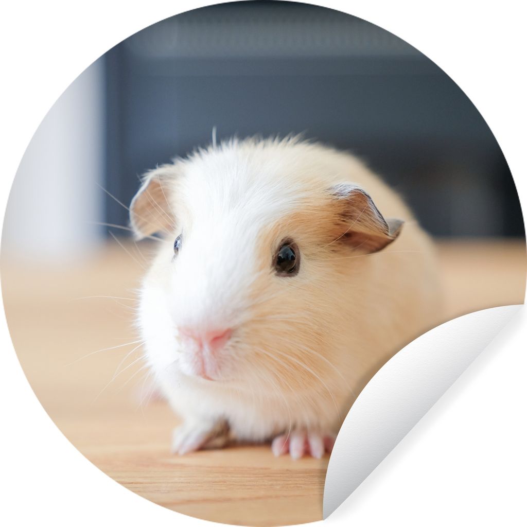 MuchoWow Runde Wandtattoo - Wandsticker Tapete Aufkleber Niedliches Baby-Meerschweinchen Ø 80 cm Selbstklebend und Repositionierbar - Wandaufkle...