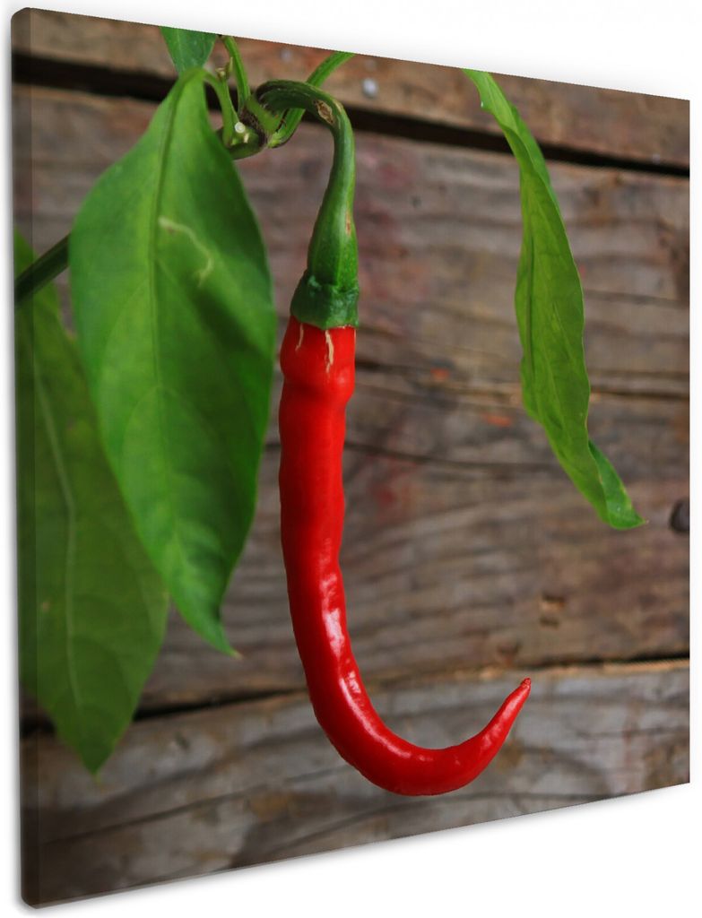 Wallario Premium Leinwandbild Hängende Chili-Schote in Größe 50 x 50 cm