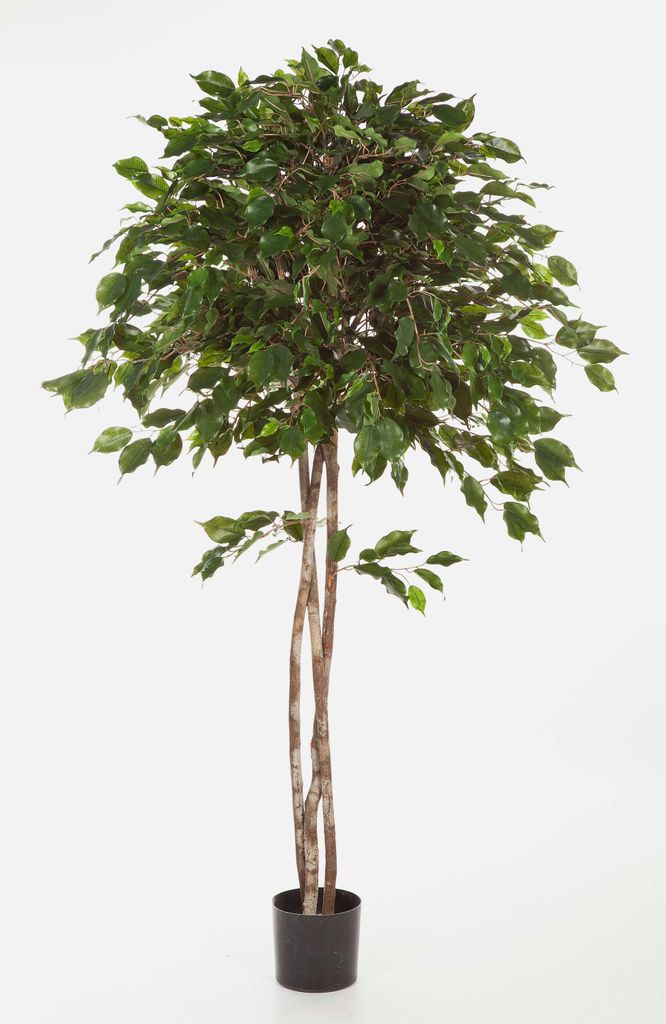 artplants.de Kunst Ficus Exotica Kuro, 1485 Blätter, grün, 180cm - Ficus künstlich - Deko Pflanze