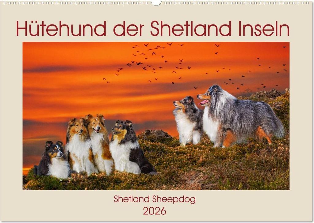 Hütehund der Shetland Inseln - Shetland Sheepdog (Wandkalender 2026 DIN A2 quer), CALVENDO Monatskalender