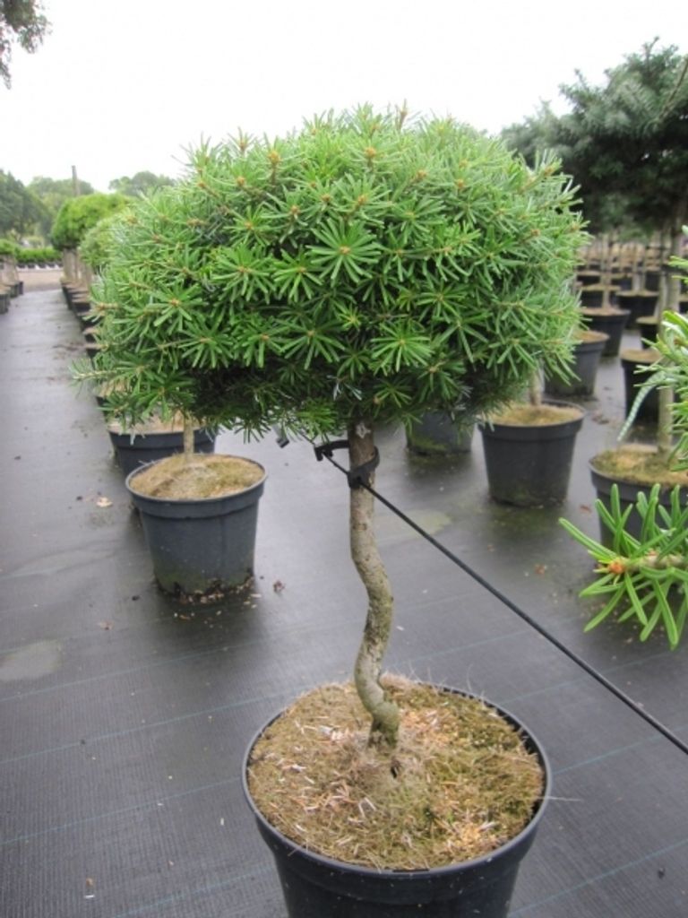 Abies koreana Doni Tajuso - Zwerg-Koreatanne - Hochstamm - Produktbild 