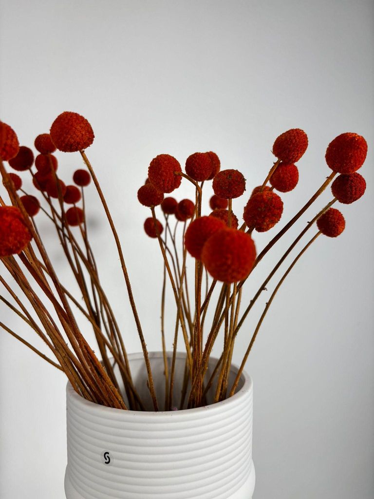 Craspedia Trommelstöckchen Trockenblumen 30-40cm 1-5 Stück Langlebig pflegefrei