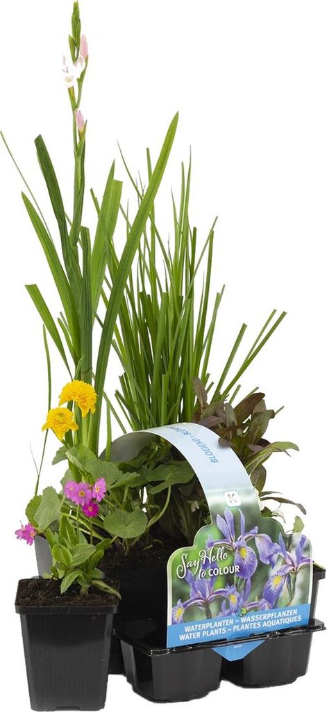 Floraya - 6x blühende Teichpflanzenmischung - Teichpflanze Produktbild 