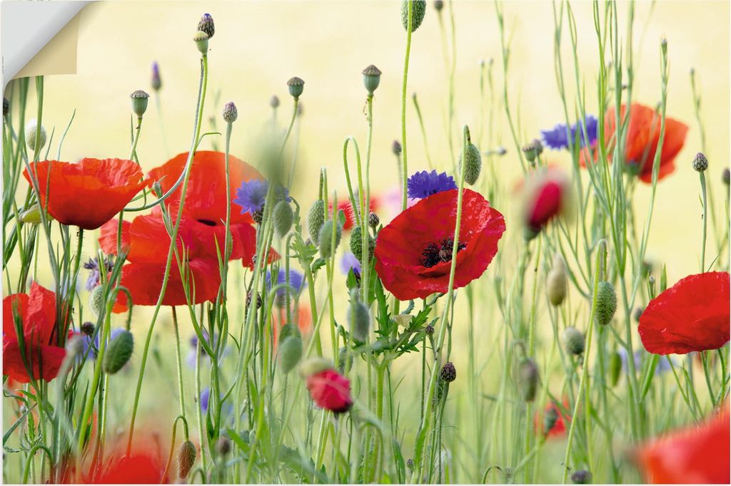 ARTland Wandbild, selbstklebend Sommer Klatschmohn Wiese mit Kornblumen Größe: 90x60 cm