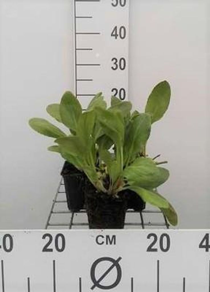 6 x Bergenia hybr. 'Bressingham White' - pseudodictamnus - Topf 9 x 9 cm