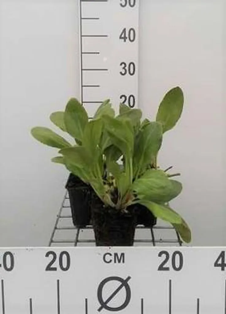 Bergenia White pour zones ombragées - Lot de 6 godets pour bordures
