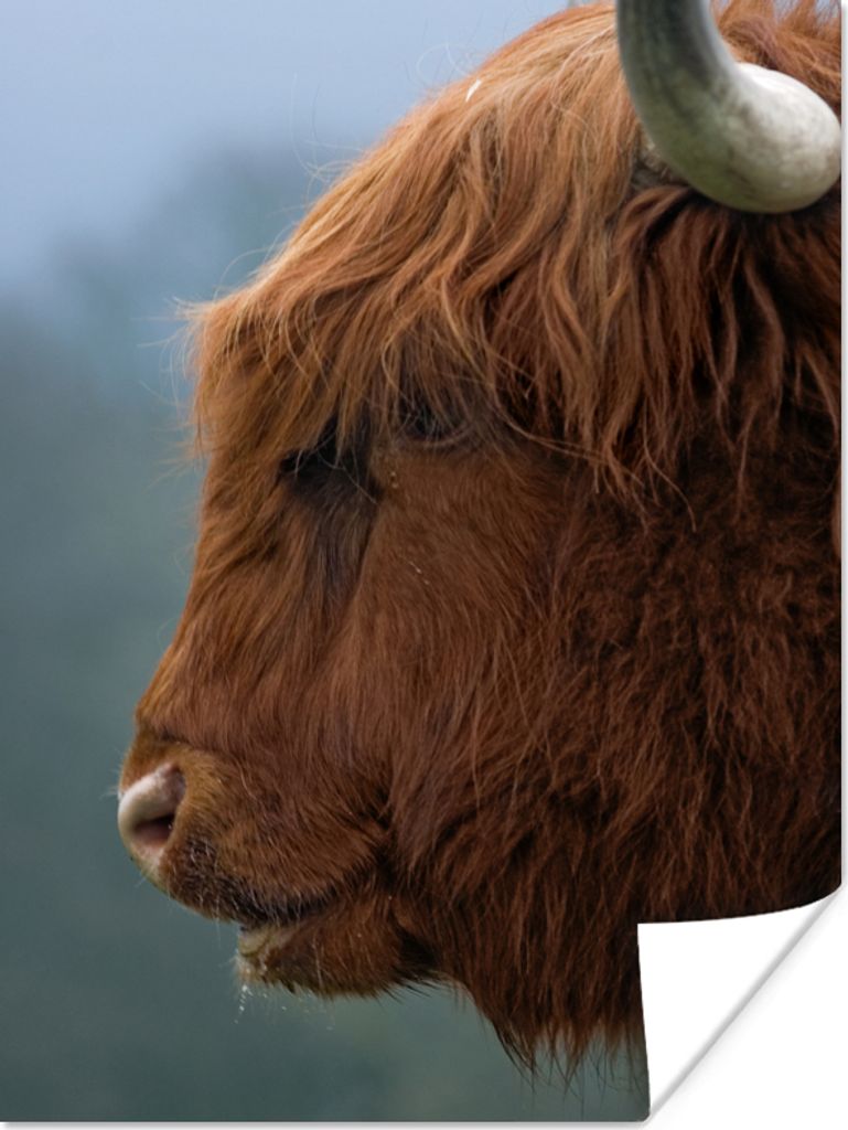 MuchoWow Poster Schottische Highlander - Tiere - Nebel 60x80 cm - Schlafzimmer Dekoration