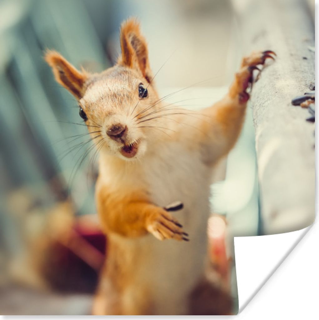 MuchoWow Poster Eichhörnchen - Tier - Herbst - Porträt 50x50 cm - Wohnzimmerdekoration