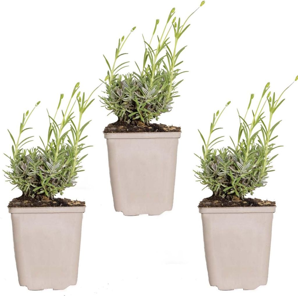 Bloomique - 3er-Set - Lavandula Angustifolia Hidcote - Echter Lavendel - Lavendelpflanze - Winterhart - Höhe 10-20 cm - Topf 9x9 cm